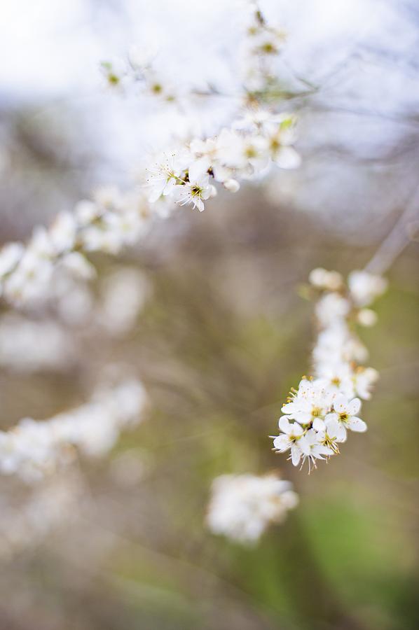 Tree in blossom Photograph by Science Photo Library - Fine Art America