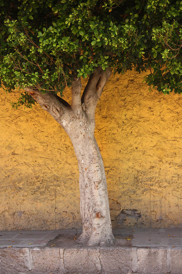 Tree Photograph - Tree #2 by Larysa  Luciw