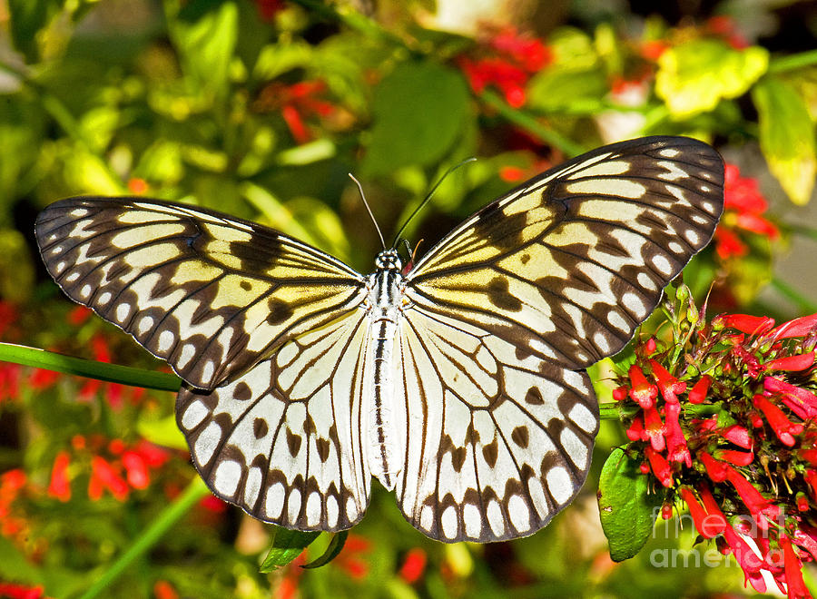 Tree Nymph Butterfly #2 Photograph by Millard H. Sharp