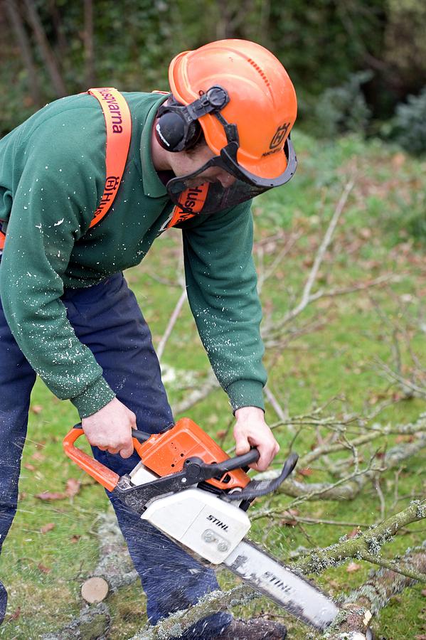 Tool Photograph - Tree Pruning #2 by Adam Hart-davis/science Photo Library