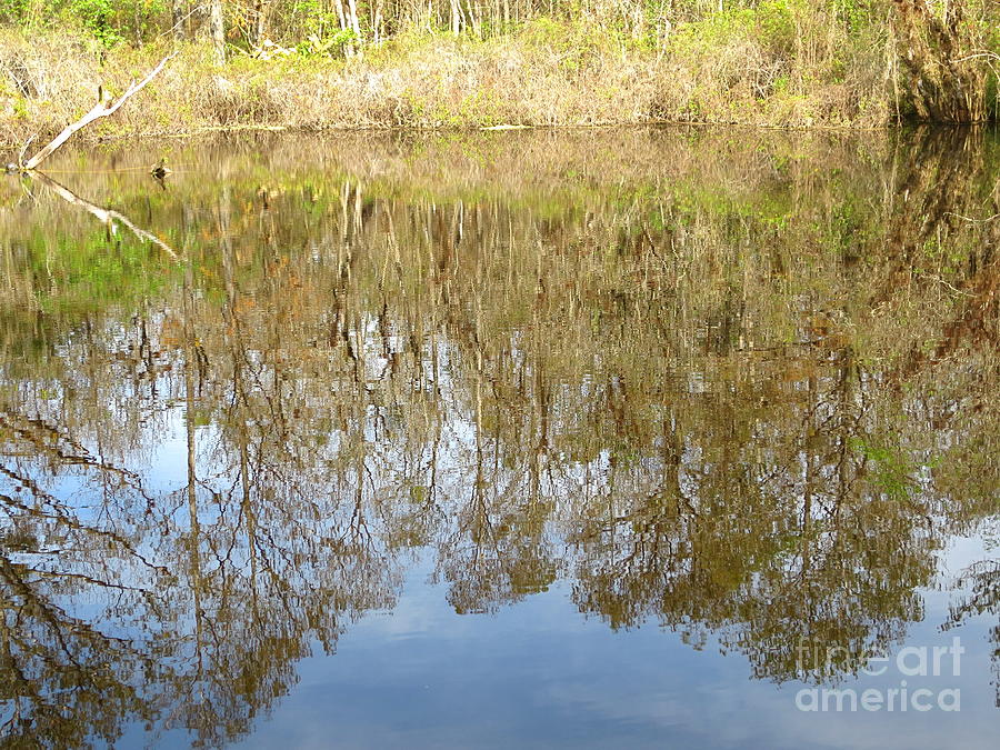 Tree Reflections in lake at the 6 Mile Cypress Slough Preserve in Lee County Florida. #2 Photograph by Robert Birkenes
