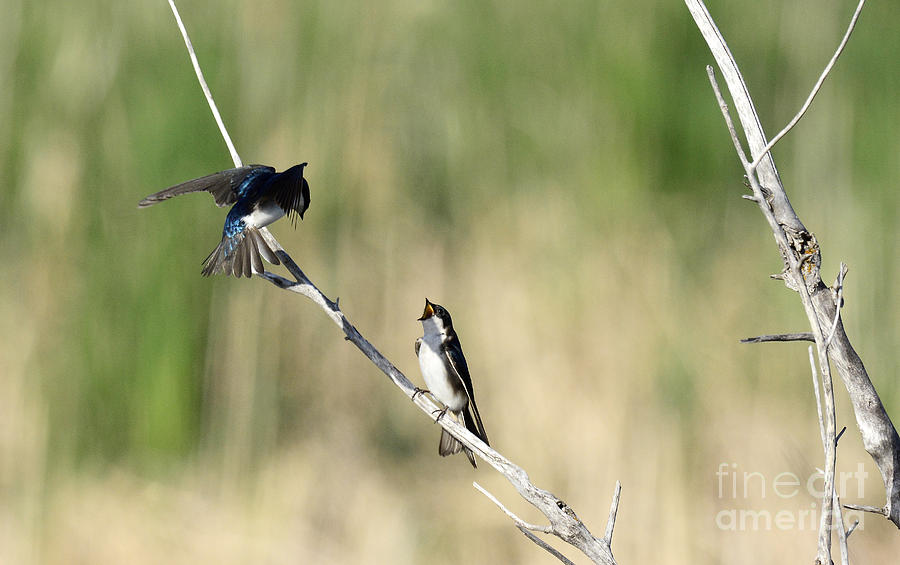 Tree Swallow Mating Call #2 Photograph by Dennis Hammer