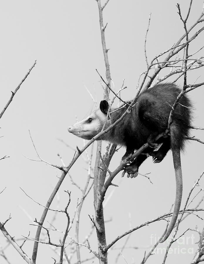 Treed Opossum #2 Photograph by Robert Frederick