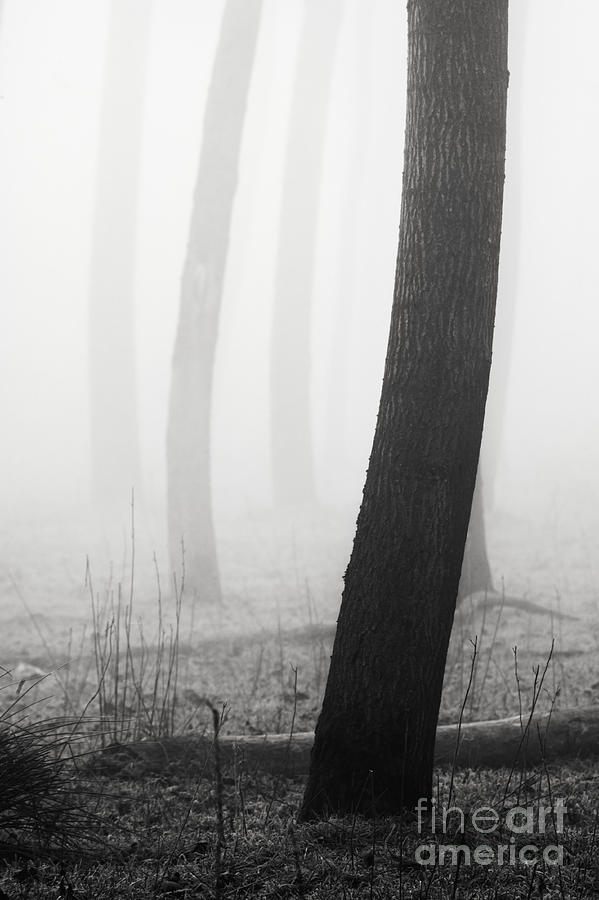 Trees dancing in the fog #2 Photograph by Matteo Colombo