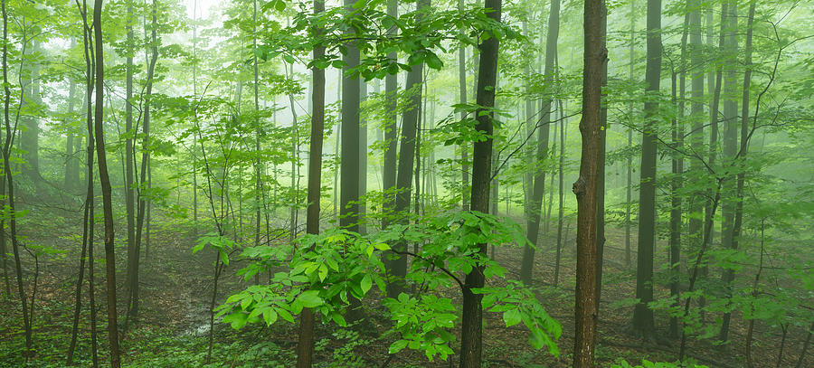 Trees In A Forest, Hamburg, New York Photograph by Panoramic Images ...