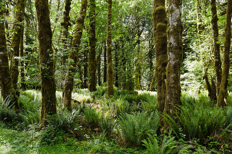 Trees In A Forest, Quinault Rainforest Photograph by Panoramic Images ...