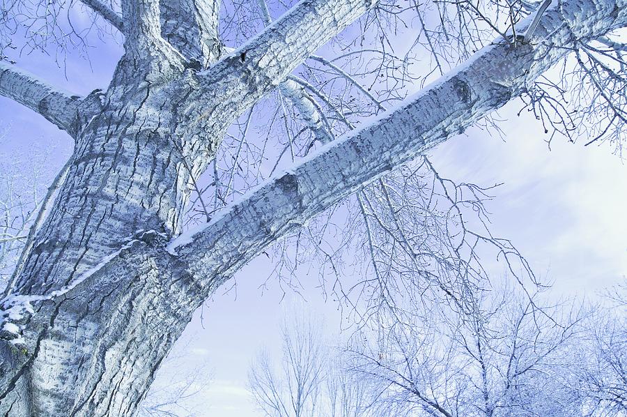 Nature Photograph - Trees In Winter #2 by Don Hammond