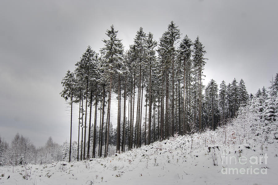 Winter Photograph - Trees In Winter #3 by Michal Boubin