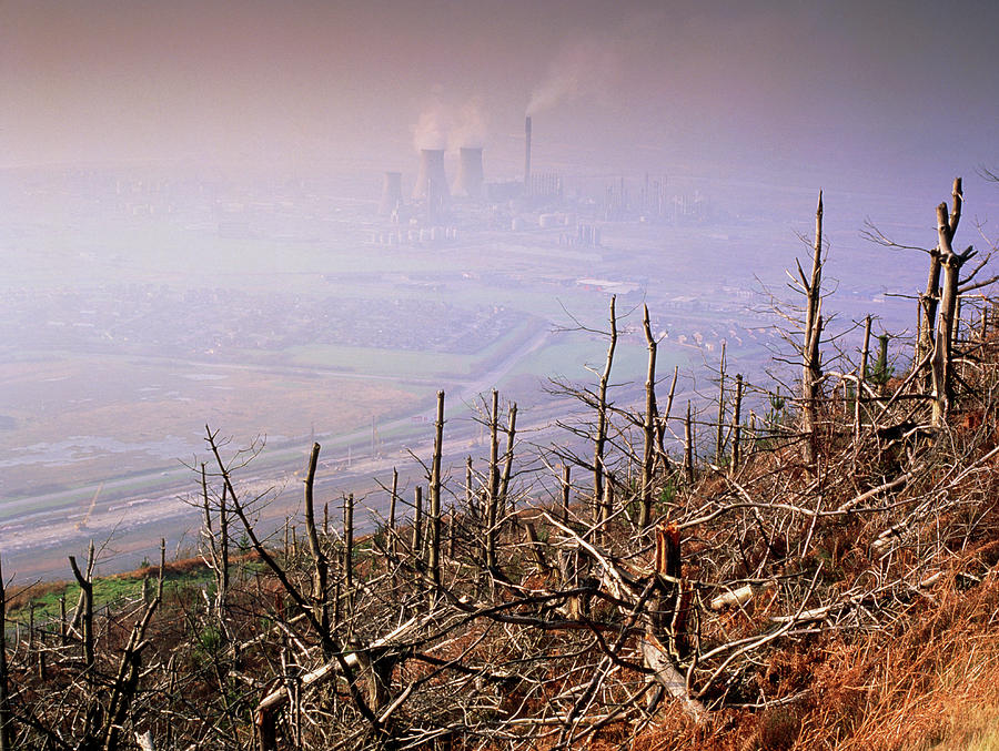 Tree Photograph - Trees Killed By Acid Rain And Other Pollution #2 by Simon Fraser/science Photo Library