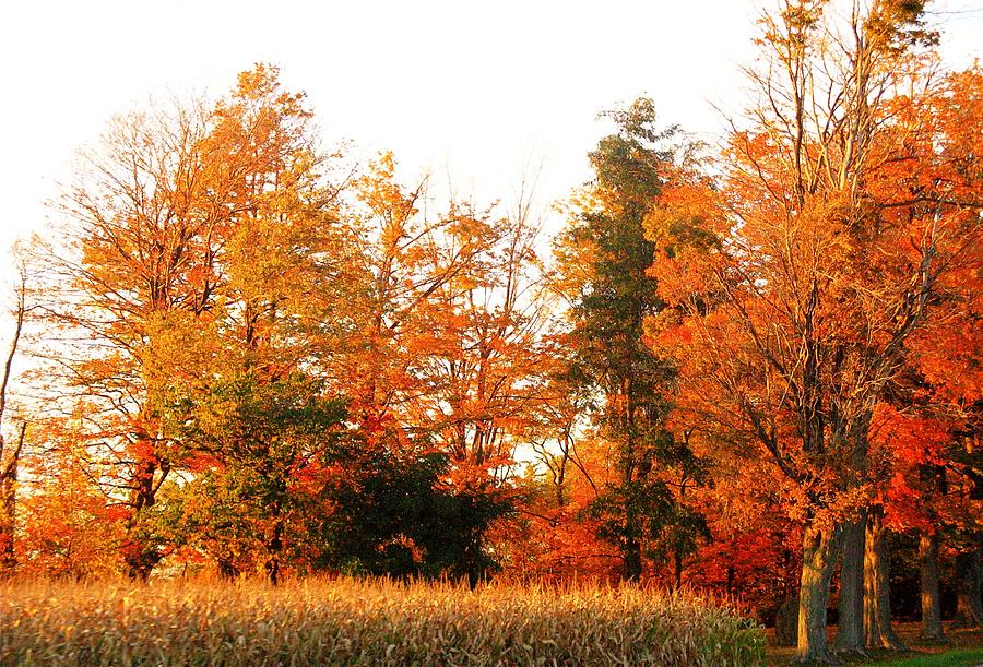 Trees of Fall #2 Photograph by Rhonda Barrett