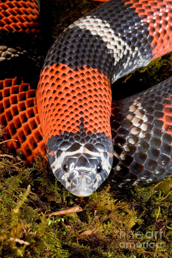 Tri-colored Hognose Snake #2 Photograph by Gregory G. Dimijian