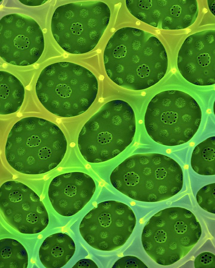 Skeleton Photograph - Triceratium Dubium #2 by Dennis Kunkel Microscopy/science Photo Library