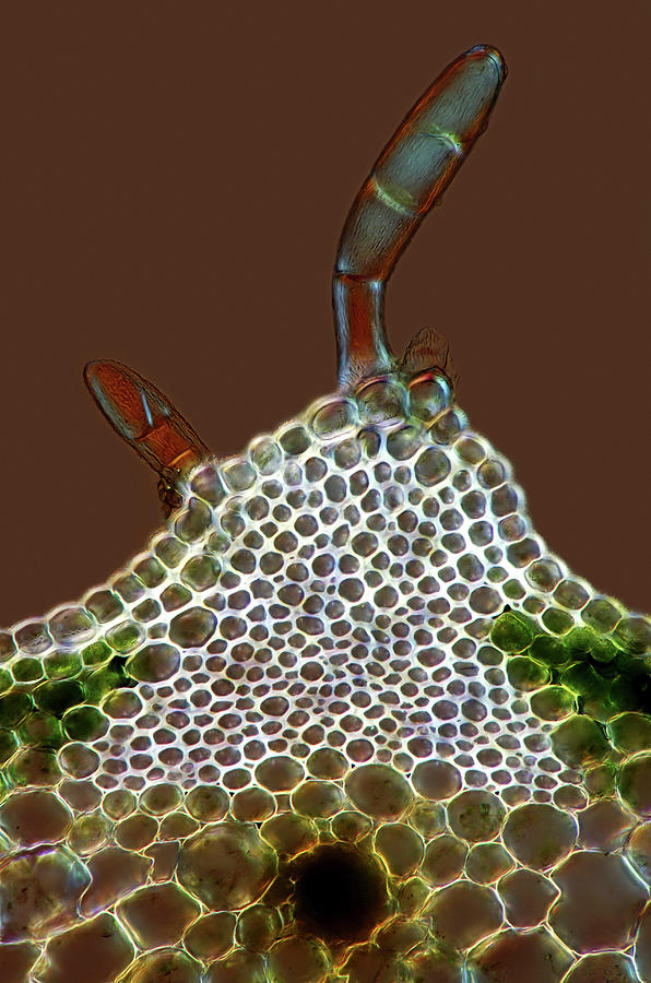 Trichomes Photograph by Marek Mis/science Photo Library - Pixels