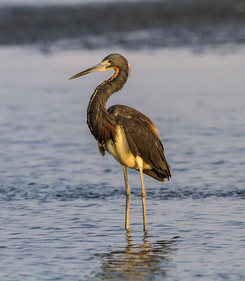 Tricolored Heron Photograph by Doug Lloyd - Fine Art America