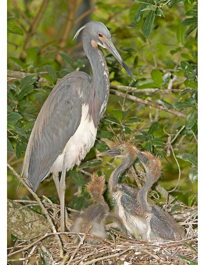 Tricolored Heron Feeding Young In Nest #2 Photograph by Millard H. Sharp