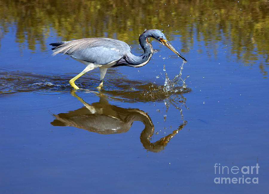 Heron Photograph - Tricolored Heron #1 by Louise Heusinkveld
