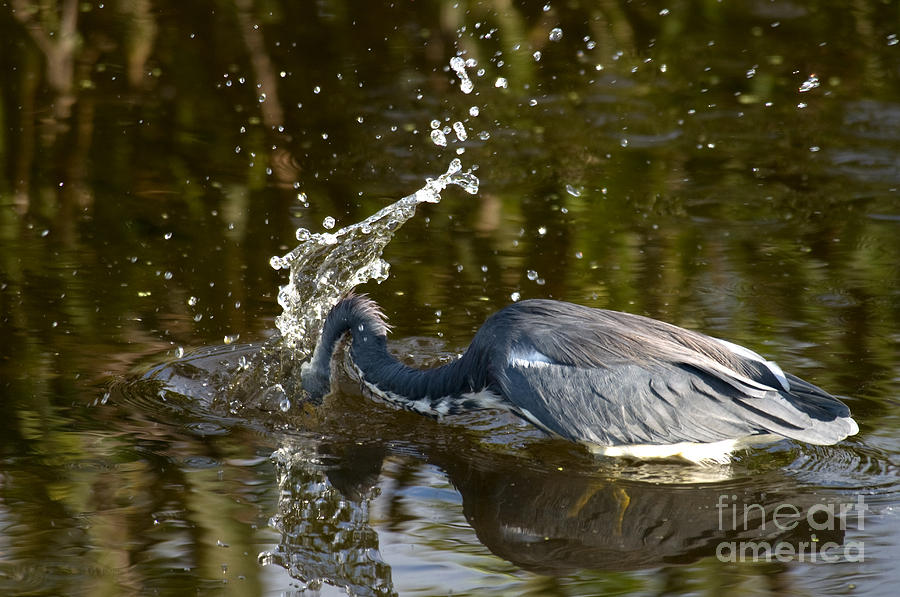 Tricolored Heron #2 Photograph by Mark Newman