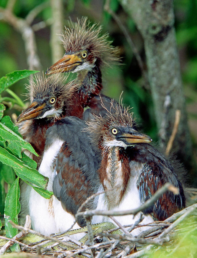 Tricolored Heron Nestlings #2 Photograph by Millard H. Sharp