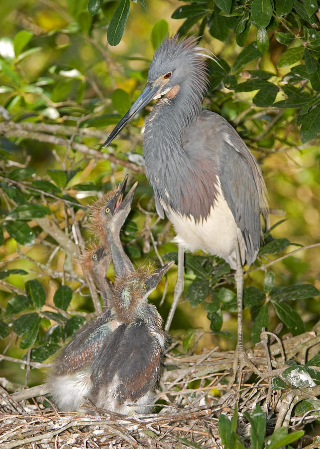 Tricolored Heron Tending Young #2 Photograph by Millard H. Sharp