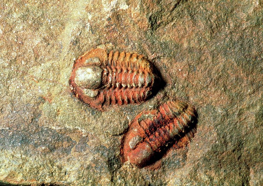 Animal Photograph - Trilobite Fossils #2 by Sinclair Stammers/science Photo Library