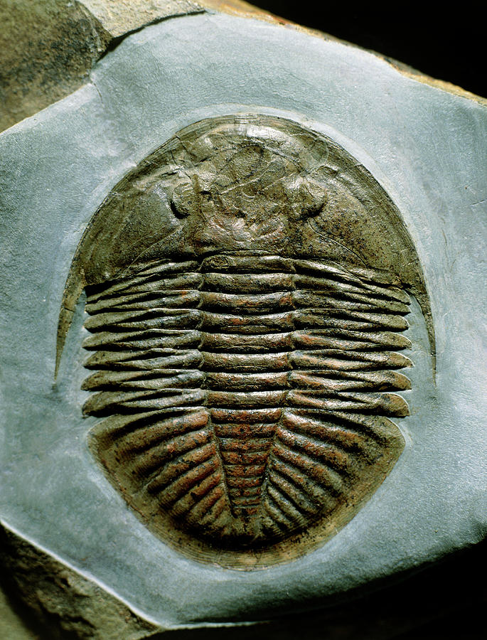 Animal Photograph - Trilobite #2 by Sinclair Stammers/science Photo Library