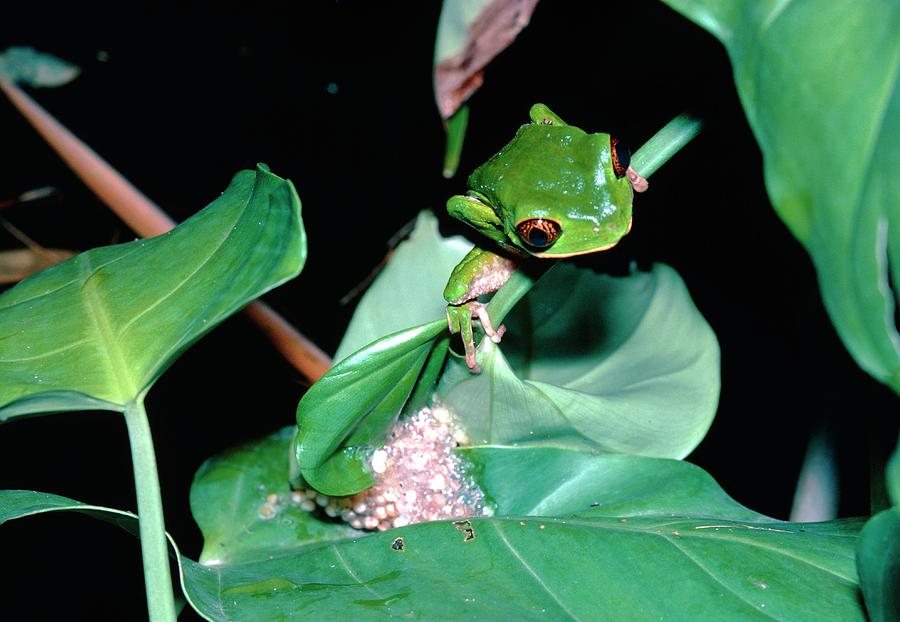 leaf frog learning