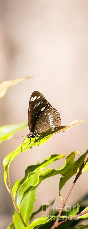 Tropical Butterfly Photograph by Jorgo Photography
