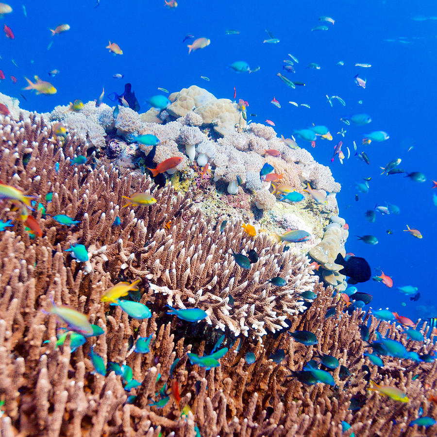 Tropical Fishes near Colorful Coral Reef Photograph by Rostislav Ageev ...