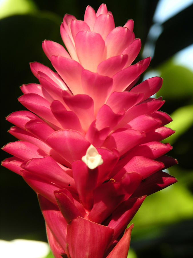 Tropical Flower #2 Photograph by Robert Lozen