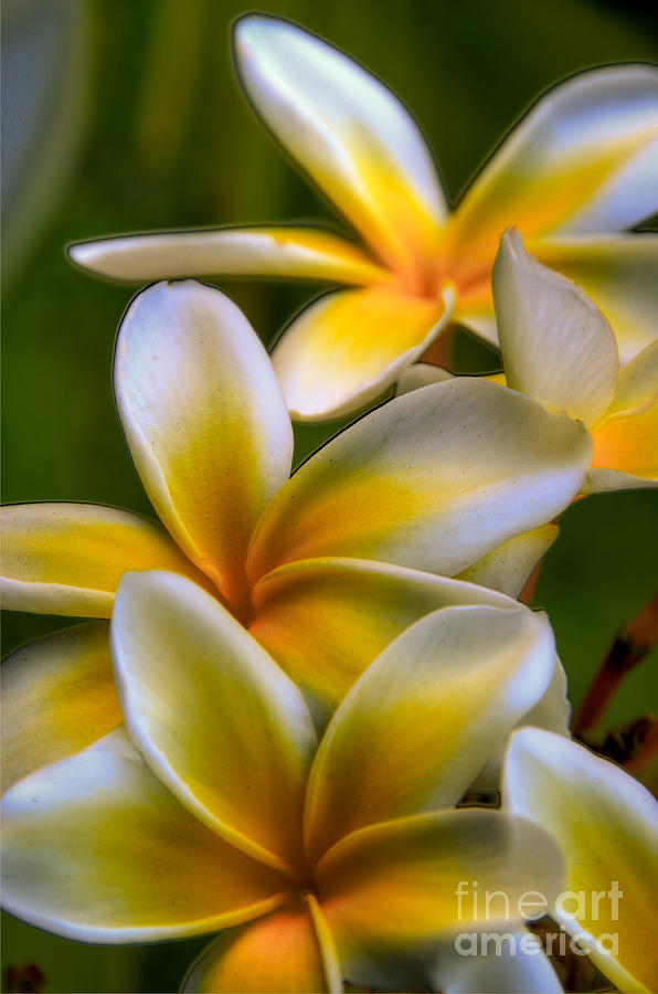 Tropical Plumerias  #2 Photograph by Kelly Wade
