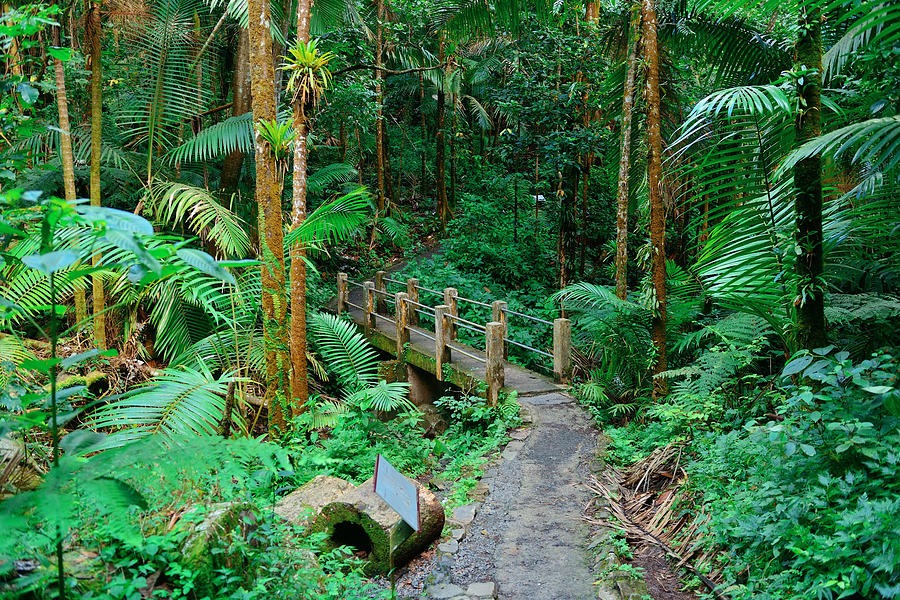 Tropical Rain Forest In San Juan Photograph