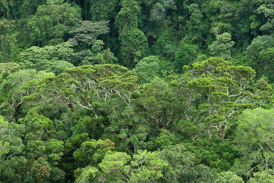 Tropical Rainforest #2 Photograph by Philippe Psaila/science Photo Library