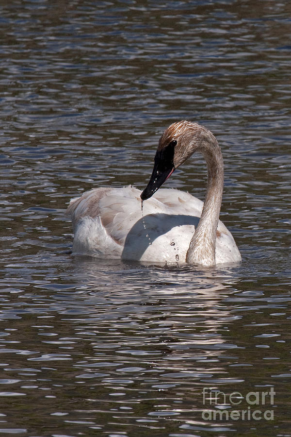 Trumpeter Swan #2 Photograph by Fred Stearns