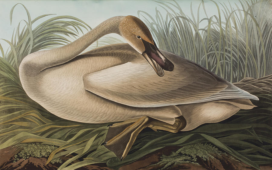 John James Audubon Painting - Trumpeter Swan by John James Audubon