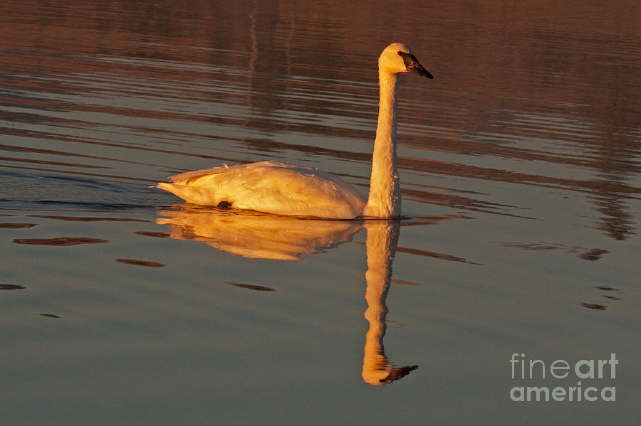 Trumpeter Swan on Swan Lake #2 Photograph by Fred Stearns