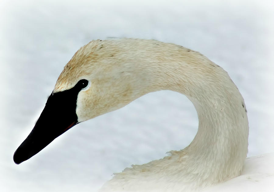 Trumpeter Swan Portrait #2 Photograph by Amanda Stadther