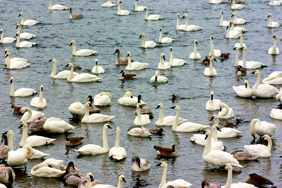 Trumpeter Swans #2 Photograph by Amanda Stadther