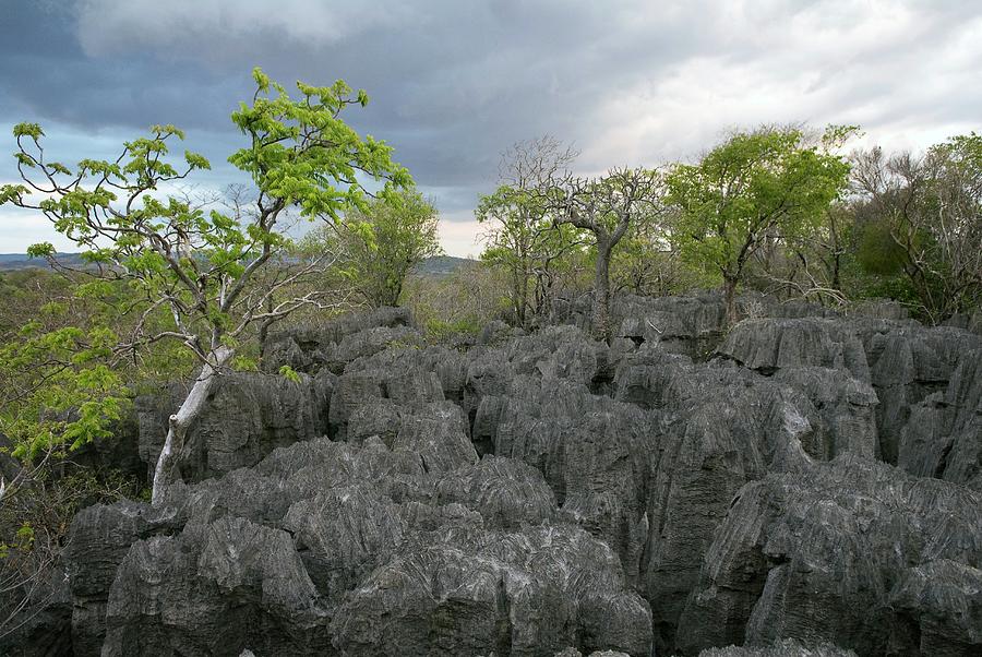 Landscape Photograph - Tsingy Limestone #2 by Philippe Psaila/science Photo Library