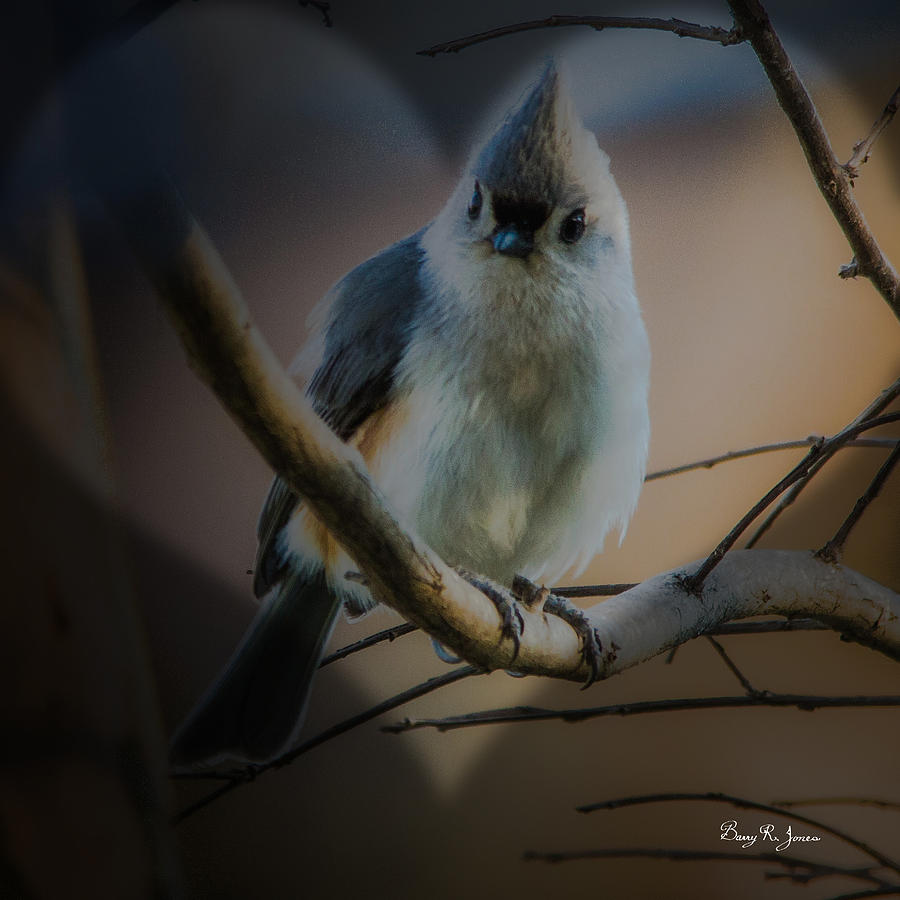 Tufted Titmouse #2 Photograph by Barry Jones