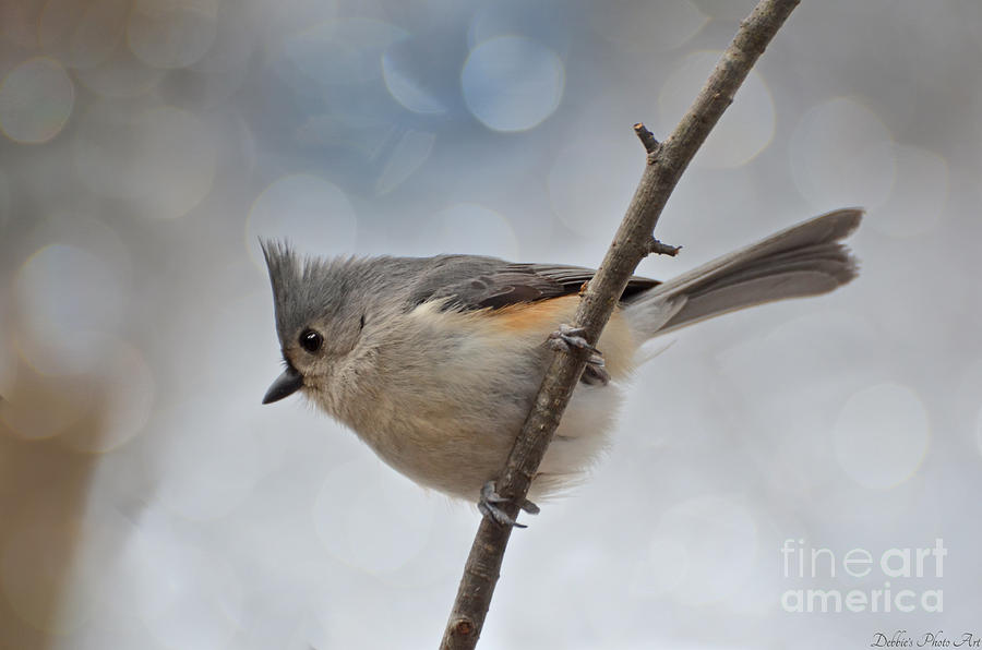 Tufted titmouse #2 Photograph by Debbie Portwood