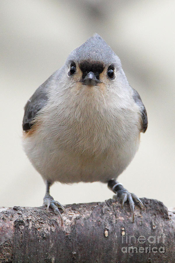 Tufted Titmouse #2 Photograph by Steve Javorsky