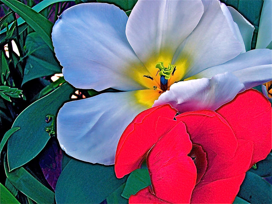 Flower Photograph - Tulip 5 #2 by Pamela Cooper