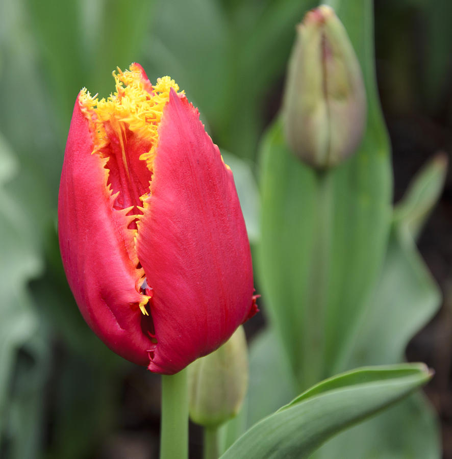 Tulip #2 Photograph by Bob VonDrachek