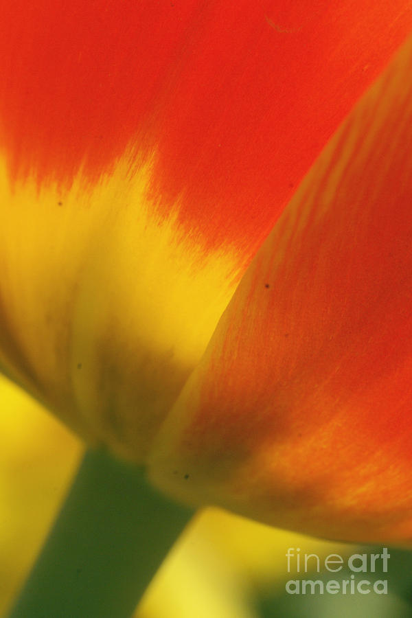 Tulip Close Up 2 Photograph by Rudi Prott
