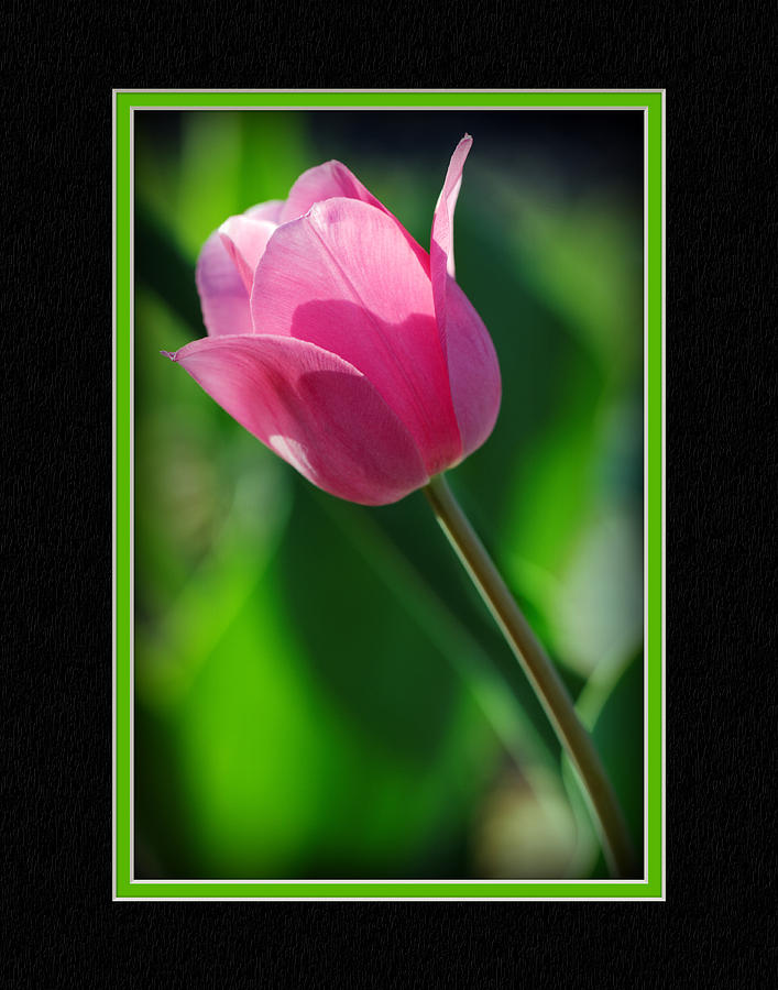 Spring Photograph - Tulip CloseUp #5 by Charles Feagans