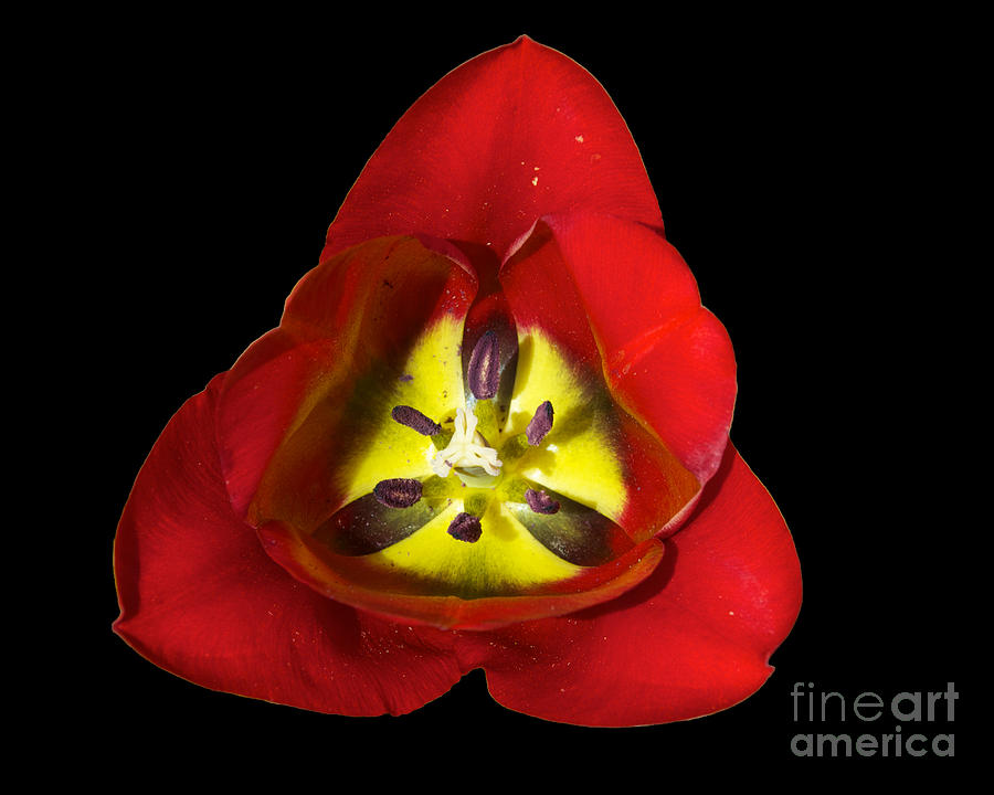 Tulip Closeup #2 Photograph by Mark Dodd