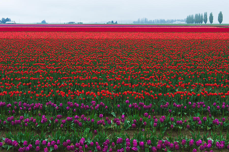Tulip Field #3 Photograph by Hisao Mogi