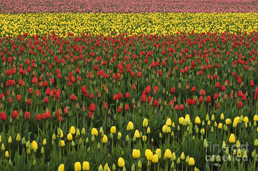 Tulip Field #2 Photograph by John Shaw