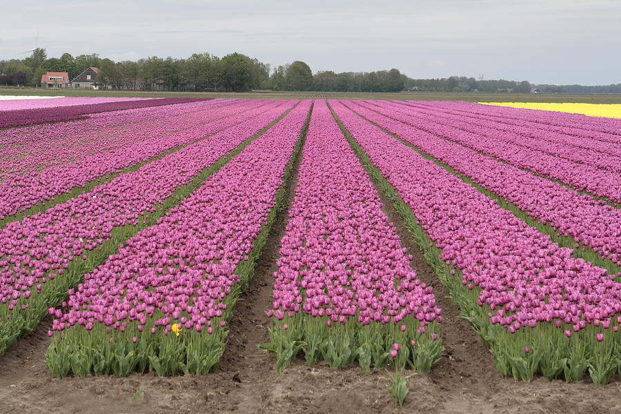 Flower Photograph - Tulip fields in the Netherlands #2 by Ronald Jansen