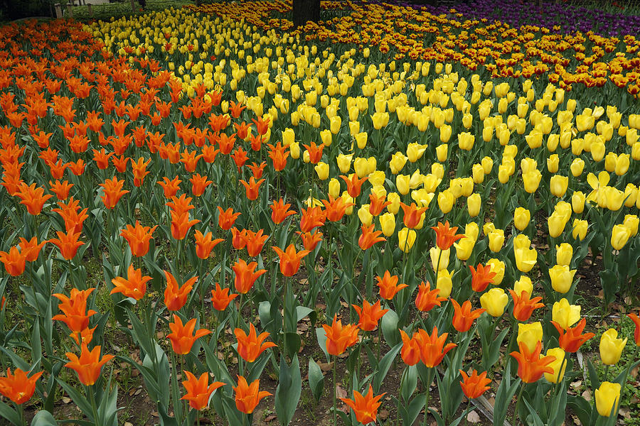 Tulip Flower Garden Japan #2 Photograph by Hiroya Minakuchi